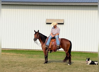 American Quarter Horse, Giumenta, 8 Anni, Baio ciliegia