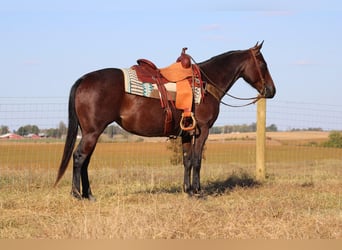 American Quarter Horse, Giumenta, 8 Anni, Baio roano