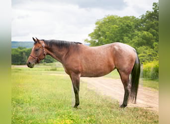 American Quarter Horse, Giumenta, 8 Anni, Baio roano