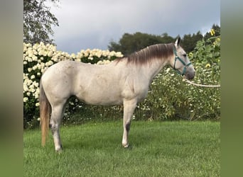 American Quarter Horse, Giumenta, 8 Anni, Grigio