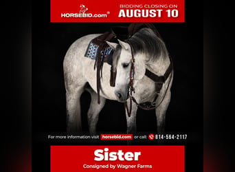 American Quarter Horse, Giumenta, 8 Anni, Grigio