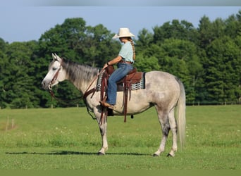 American Quarter Horse, Giumenta, 8 Anni, Grigio