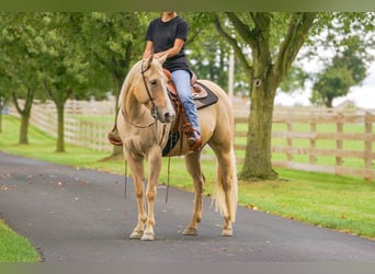 American Quarter Horse, Giumenta, 8 Anni, Palomino
