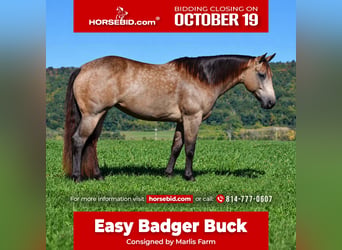 American Quarter Horse, Giumenta, 8 Anni, Pelle di daino