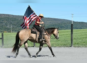 American Quarter Horse, Giumenta, 8 Anni, Pelle di daino