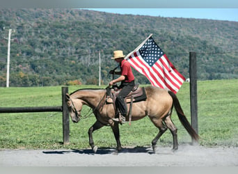 American Quarter Horse, Giumenta, 8 Anni, Pelle di daino