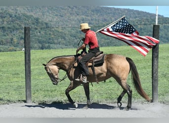 American Quarter Horse, Giumenta, 8 Anni, Pelle di daino