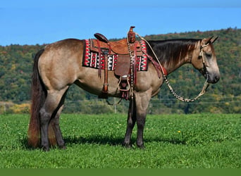American Quarter Horse, Giumenta, 8 Anni, Pelle di daino