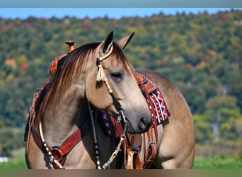 American Quarter Horse, Giumenta, 8 Anni, Pelle di daino