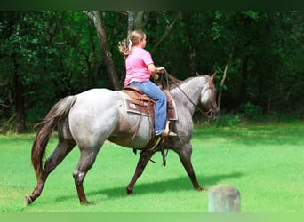 American Quarter Horse, Giumenta, 8 Anni, Roano rosso