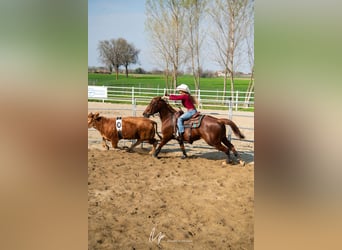 American Quarter Horse, Giumenta, 8 Anni, Sauro