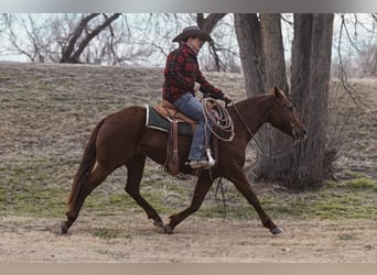 American Quarter Horse, Giumenta, 8 Anni, Sauro ciliegia