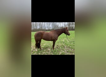 American Quarter Horse, Giumenta, 8 Anni, Sauro