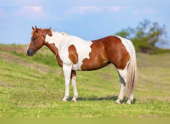 American Quarter Horse, Giumenta, 9 Anni, 135 cm, Tobiano-tutti i colori