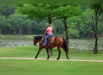 American Quarter Horse, Giumenta, 9 Anni, 142 cm, Baio ciliegia