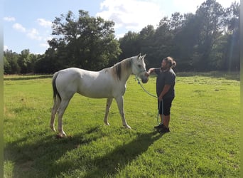 American Quarter Horse, Giumenta, 9 Anni, 142 cm, Grigio