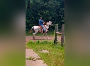 American Quarter Horse, Giumenta, 9 Anni, 142 cm, Grigio