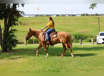American Quarter Horse, Giumenta, 9 Anni, 142 cm, Palomino