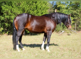 American Quarter Horse, Giumenta, 9 Anni, 147 cm, Baio ciliegia
