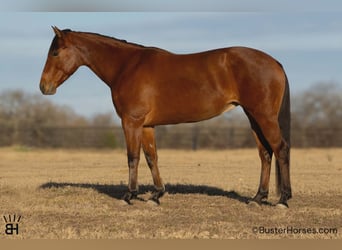 American Quarter Horse, Giumenta, 9 Anni, 147 cm, Baio ciliegia