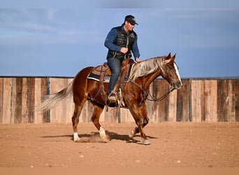 American Quarter Horse, Giumenta, 9 Anni, 147 cm, Sauro ciliegia