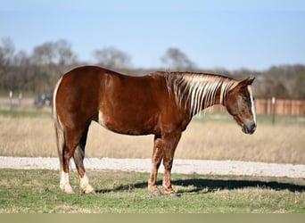 American Quarter Horse, Giumenta, 9 Anni, 147 cm, Sauro ciliegia