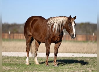 American Quarter Horse, Giumenta, 9 Anni, 147 cm, Sauro ciliegia