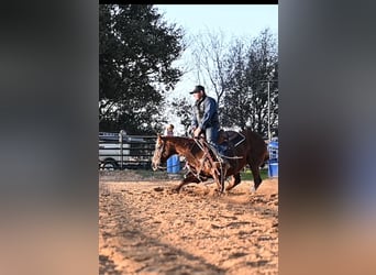 American Quarter Horse, Giumenta, 9 Anni, 147 cm, Sauro ciliegia