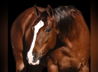 American Quarter Horse, Giumenta, 9 Anni, 147 cm, Sauro ciliegia