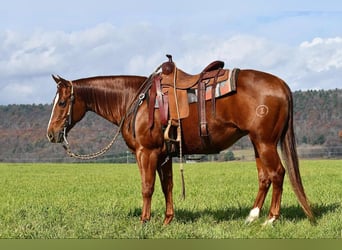 American Quarter Horse, Giumenta, 9 Anni, 147 cm, Sauro ciliegia