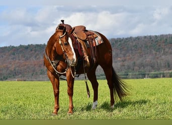 American Quarter Horse, Giumenta, 9 Anni, 147 cm, Sauro ciliegia