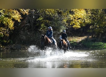 American Quarter Horse, Giumenta, 9 Anni, 147 cm, Sauro ciliegia