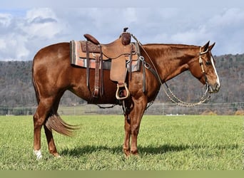 American Quarter Horse, Giumenta, 9 Anni, 147 cm, Sauro ciliegia