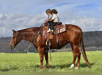 American Quarter Horse, Giumenta, 9 Anni, 147 cm, Sauro ciliegia