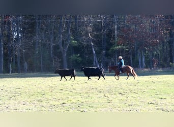 American Quarter Horse, Giumenta, 9 Anni, 147 cm, Sauro ciliegia