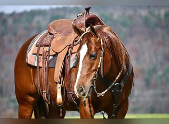 American Quarter Horse, Giumenta, 9 Anni, 147 cm, Sauro ciliegia