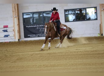 American Quarter Horse, Giumenta, 9 Anni, 147 cm, Sauro