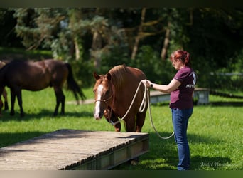 American Quarter Horse, Giumenta, 9 Anni, 147 cm, Sauro