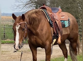 American Quarter Horse, Giumenta, 9 Anni, 147 cm, Sauro