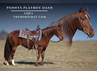 American Quarter Horse, Giumenta, 9 Anni, 147 cm, Sauro scuro