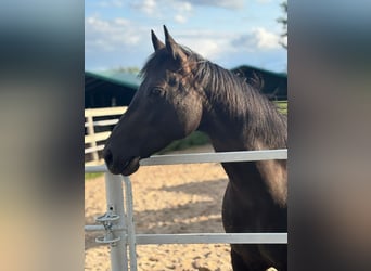 American Quarter Horse, Giumenta, 9 Anni, 150 cm