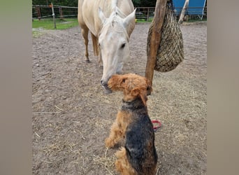 American Quarter Horse, Giumenta, 9 Anni, 150 cm, Dunalino