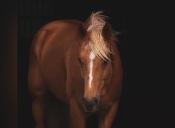 American Quarter Horse, Giumenta, 9 Anni, 150 cm, Palomino