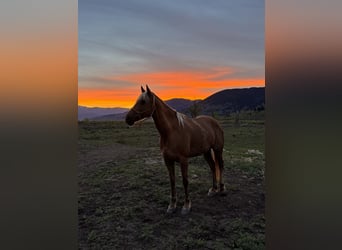 American Quarter Horse, Giumenta, 9 Anni, 150 cm, Palomino