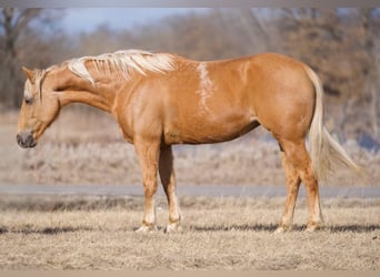American Quarter Horse, Giumenta, 9 Anni, 150 cm, Palomino