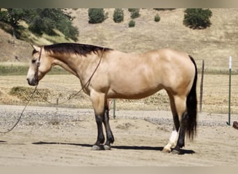 American Quarter Horse, Giumenta, 9 Anni, 150 cm, Pelle di daino