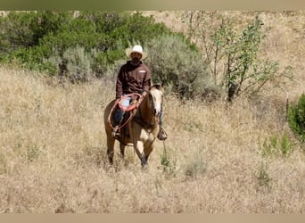 American Quarter Horse, Giumenta, 9 Anni, 150 cm, Pelle di daino