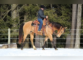 American Quarter Horse, Giumenta, 9 Anni, 150 cm, Pelle di daino