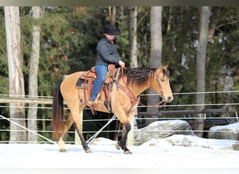 American Quarter Horse, Giumenta, 9 Anni, 150 cm, Pelle di daino