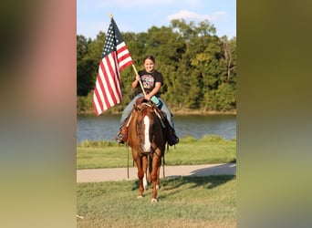 American Quarter Horse, Giumenta, 9 Anni, 150 cm, Red dun